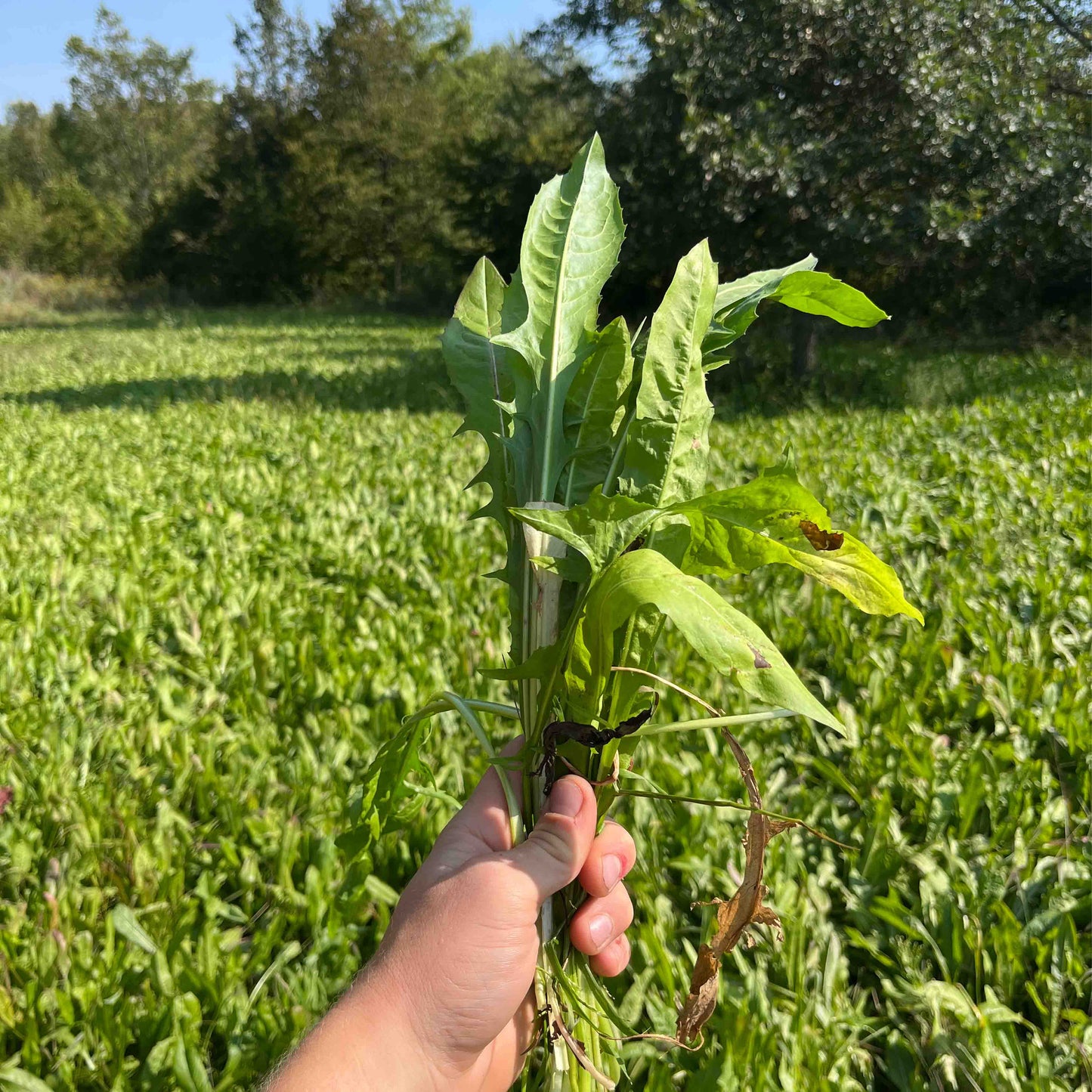 Forage Chicory