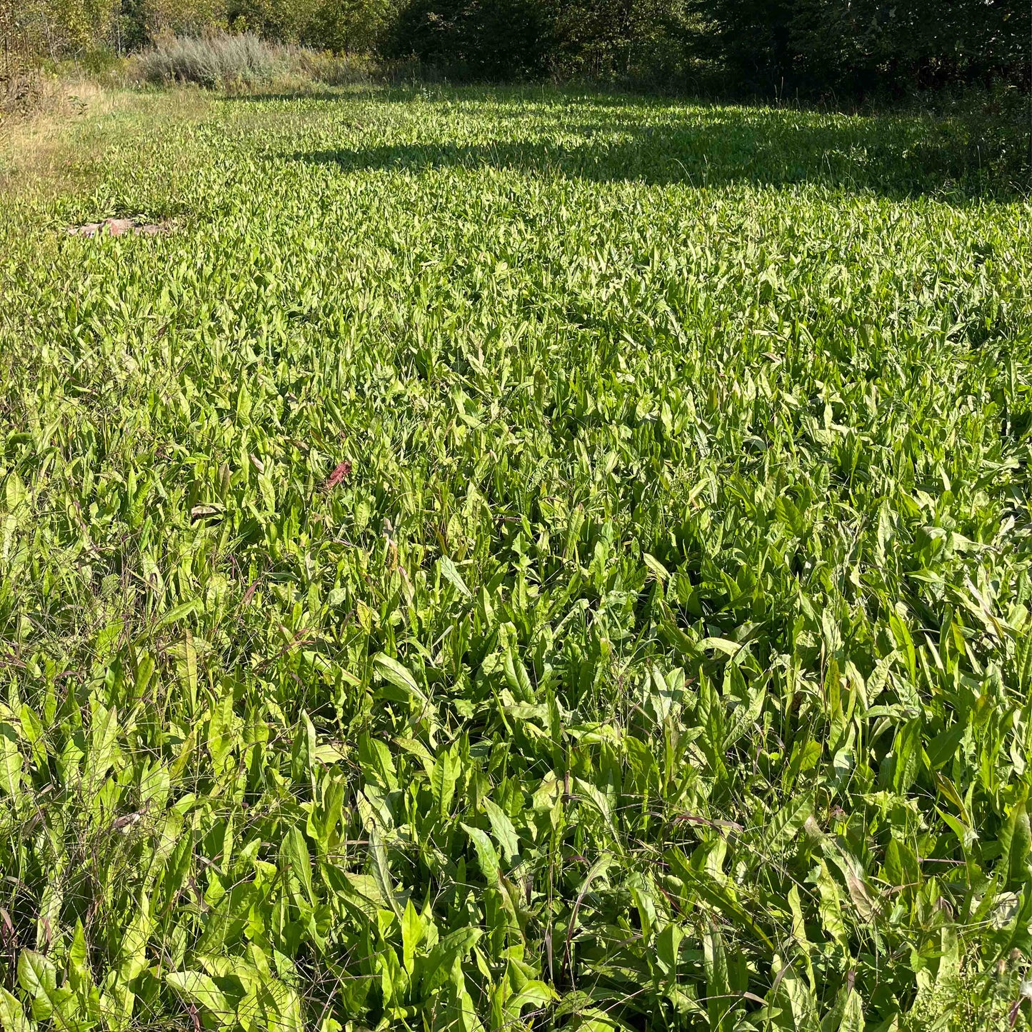 Forage Chicory