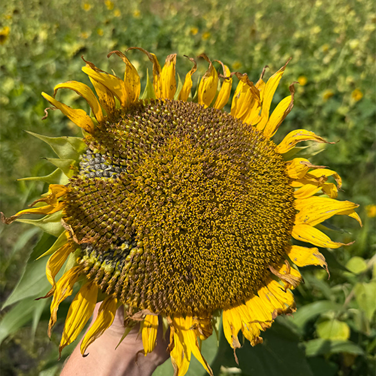 Clearfield Sunflowers (Seed Information) TnT Seed Company