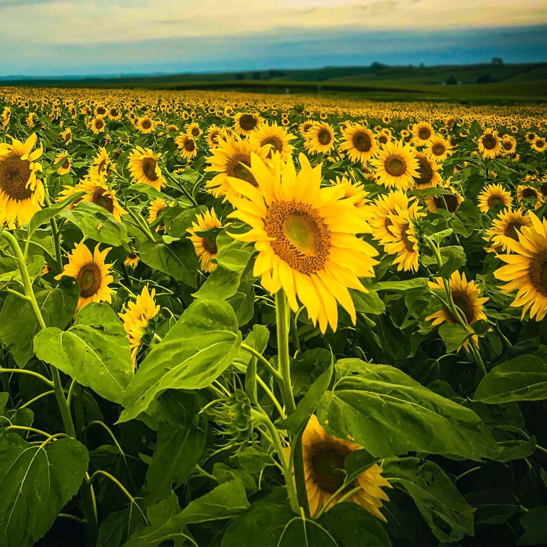 Clearfield Sunflowers (Seed Information) TnT Seed Company
