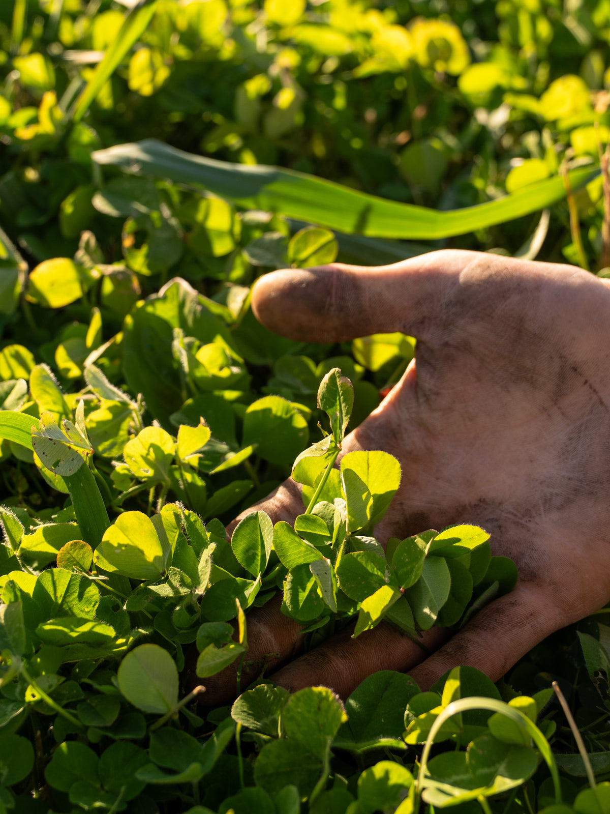 A close-up of a person's hand gently holding a cluster of fresh green clover leaves among more green vegetation in TnT Seed Company's food plot.