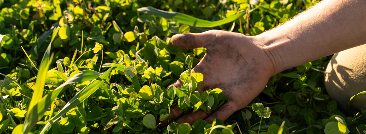 A close-up of a person's hand gently holding a cluster of fresh green clover leaves among more green vegetation in TnT Seed Company's food plot.