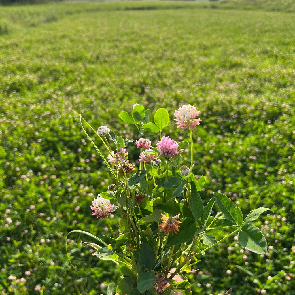 Medium Red Clover 1/2 Acre (5 lb Bag)