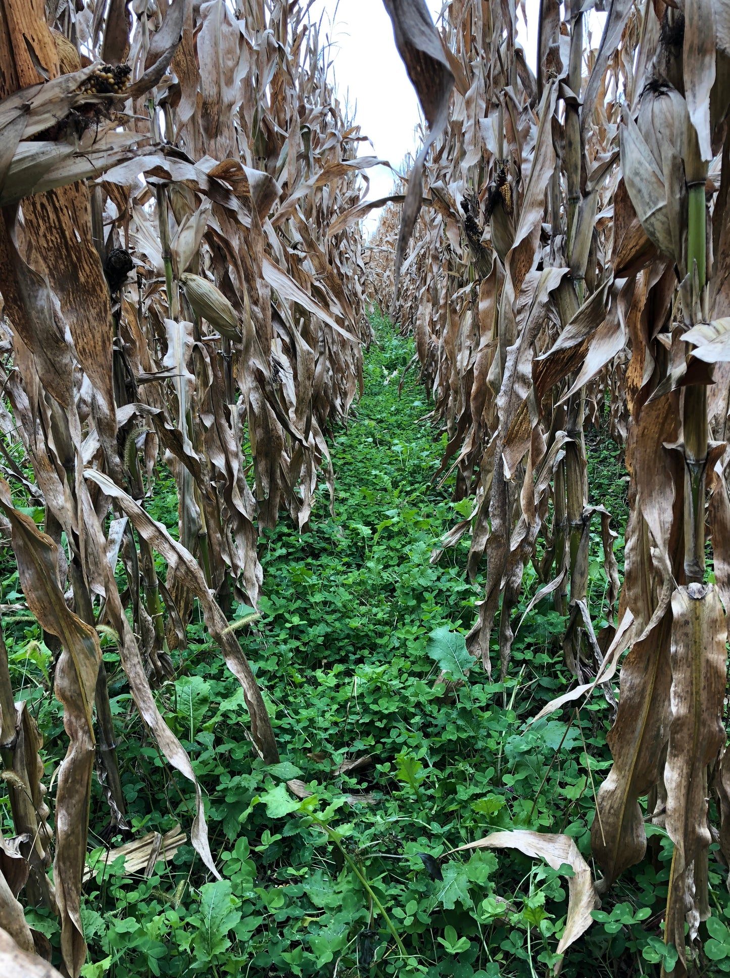 Medium Red Clover