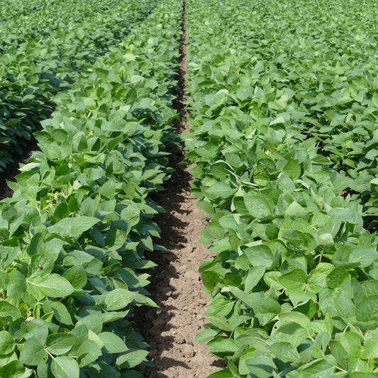 Soybeans