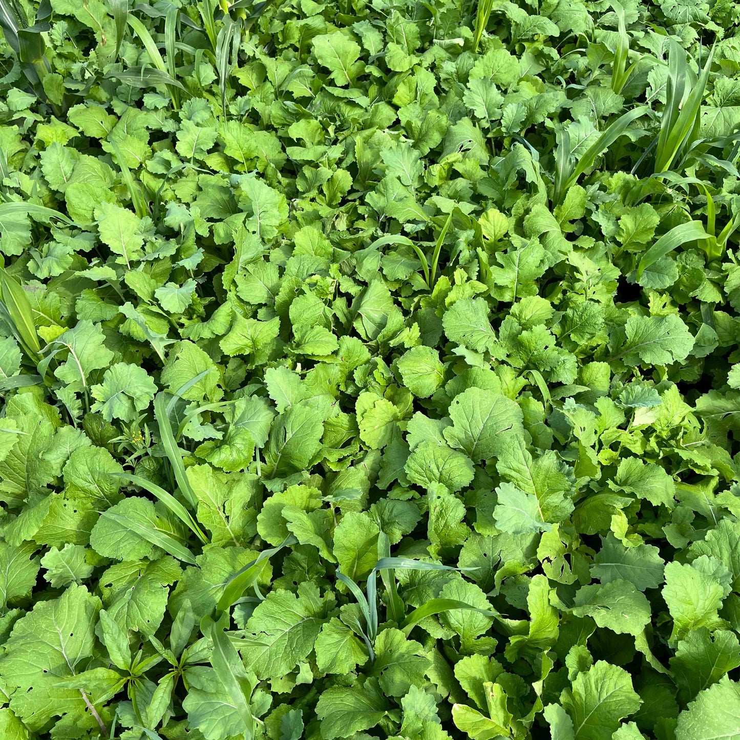 Dwarf Essex Rapeseed