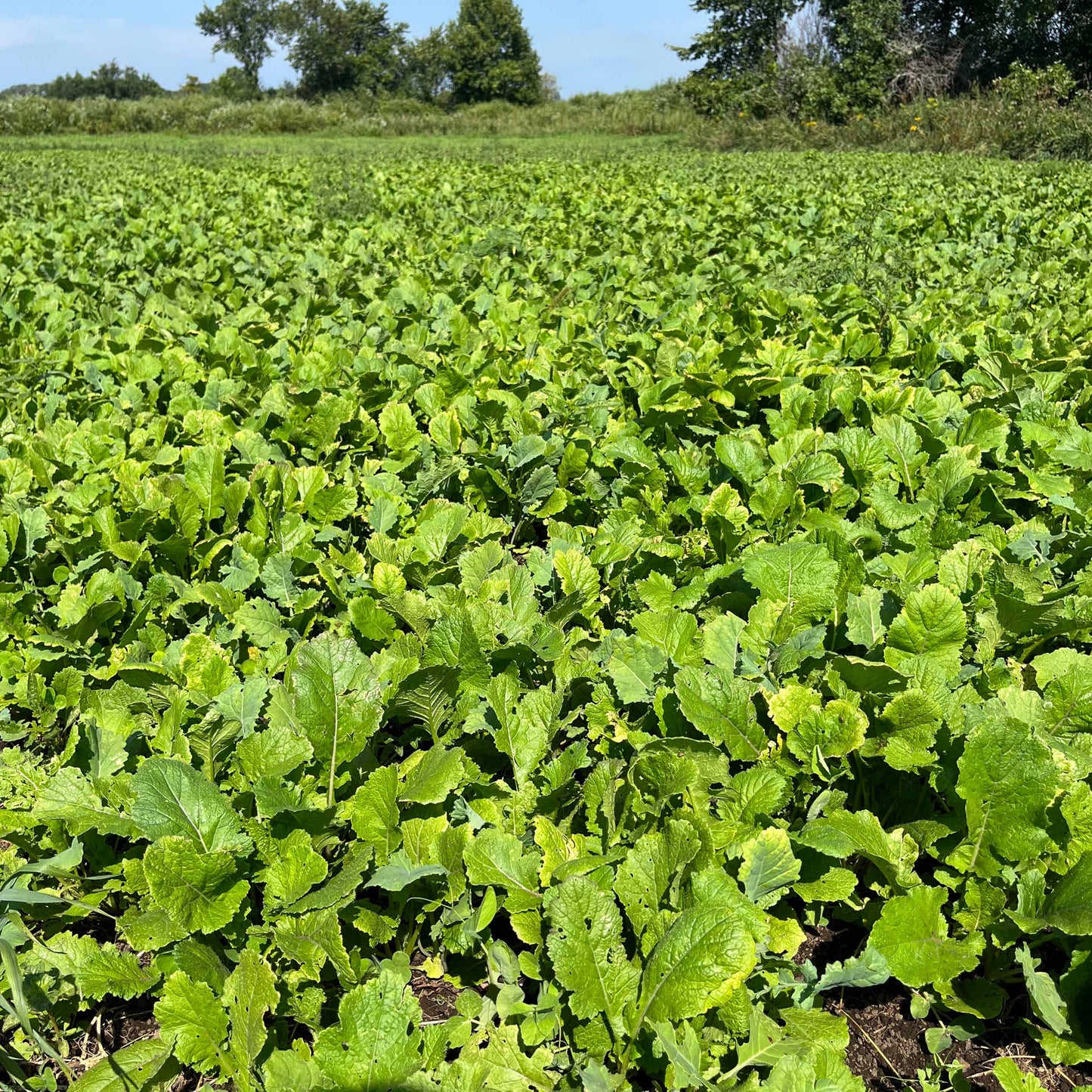 Fall Food Plot Mix