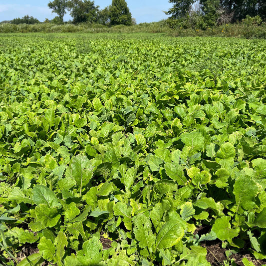 Fall Food Plot Mix