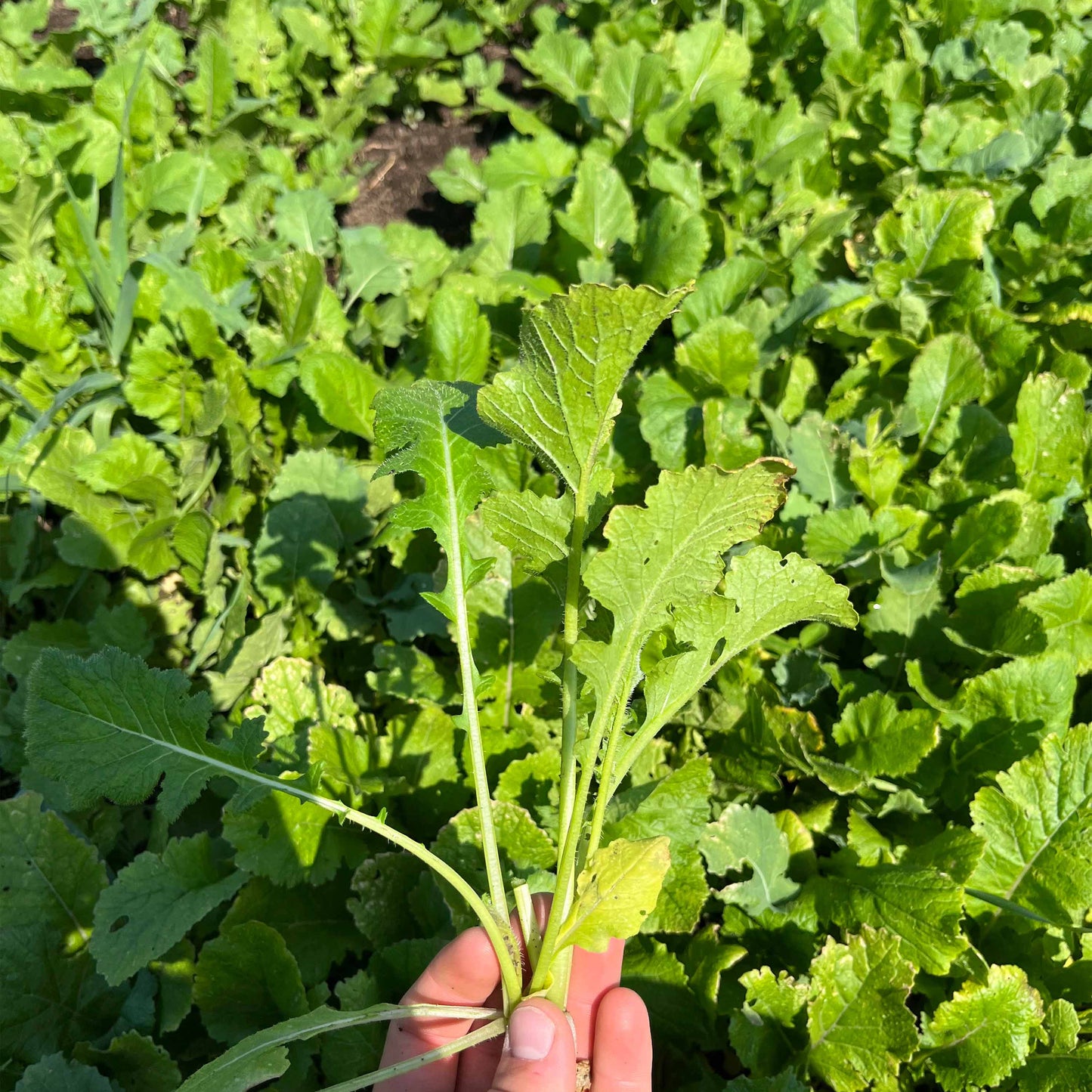 Fall Food Plot Mix
