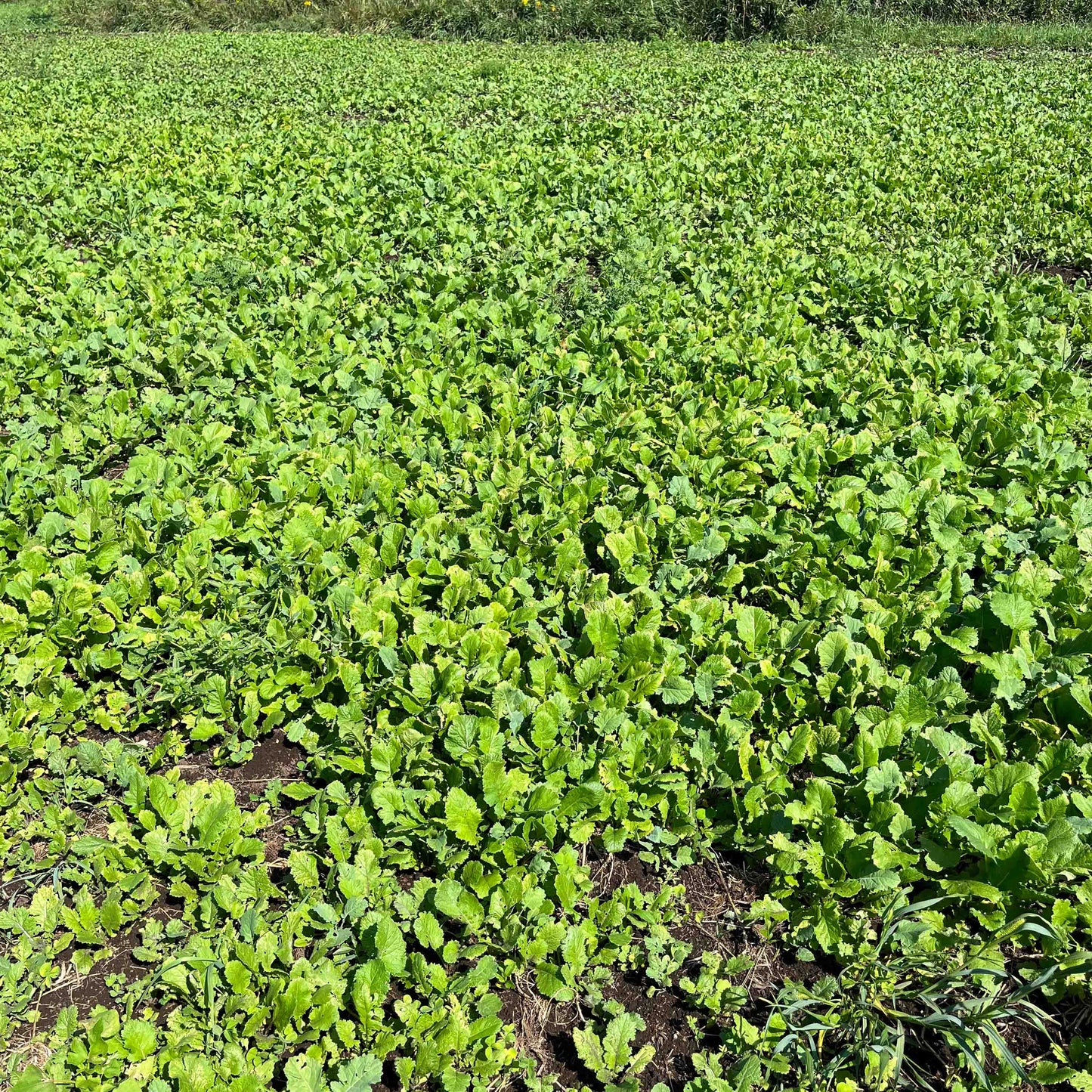 Fall Food Plot Mix
