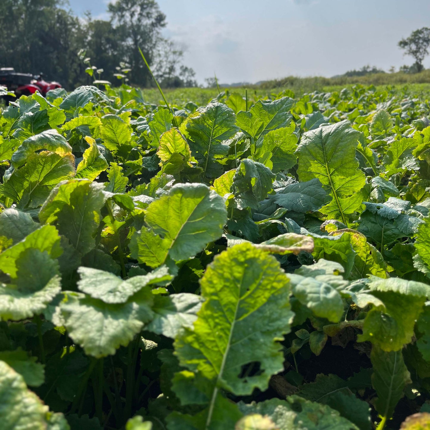 Fall Food Plot Mix