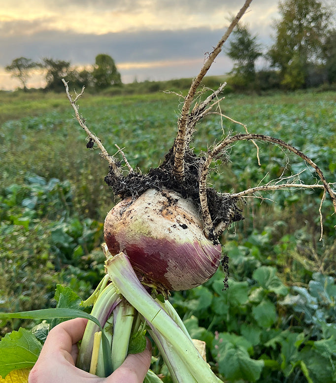 Purple Top Turnips