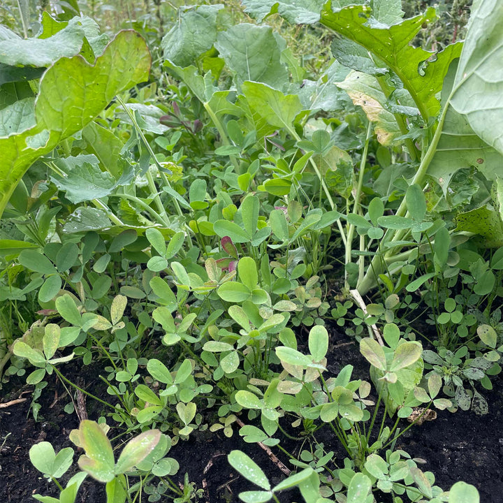 Frosty Baraseem Clover