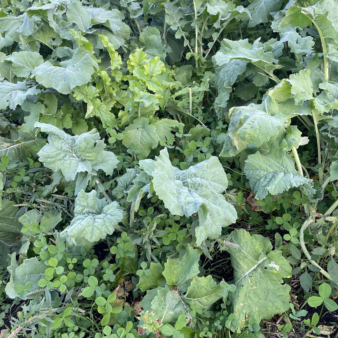 Frosty Baraseem Clover