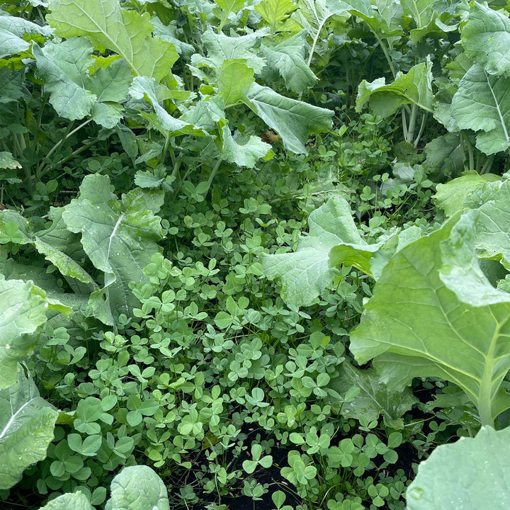 Frosty Baraseem Clover