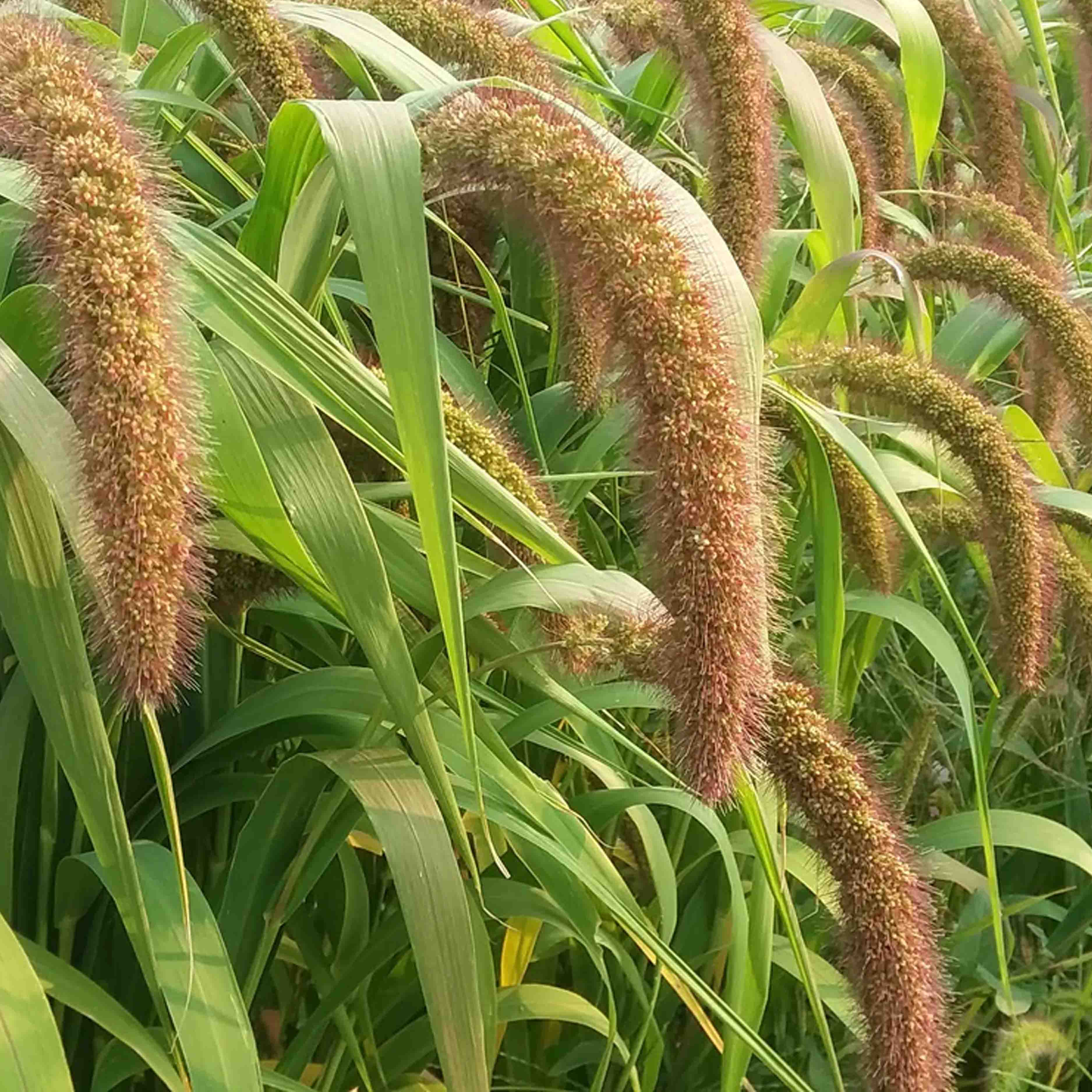 Golden German Millet TnT Seed Company golden-german-millet-tnt-seed-company