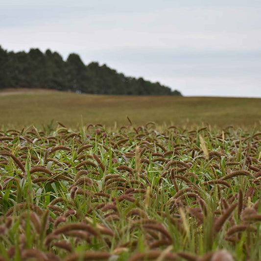 Golden German Millet