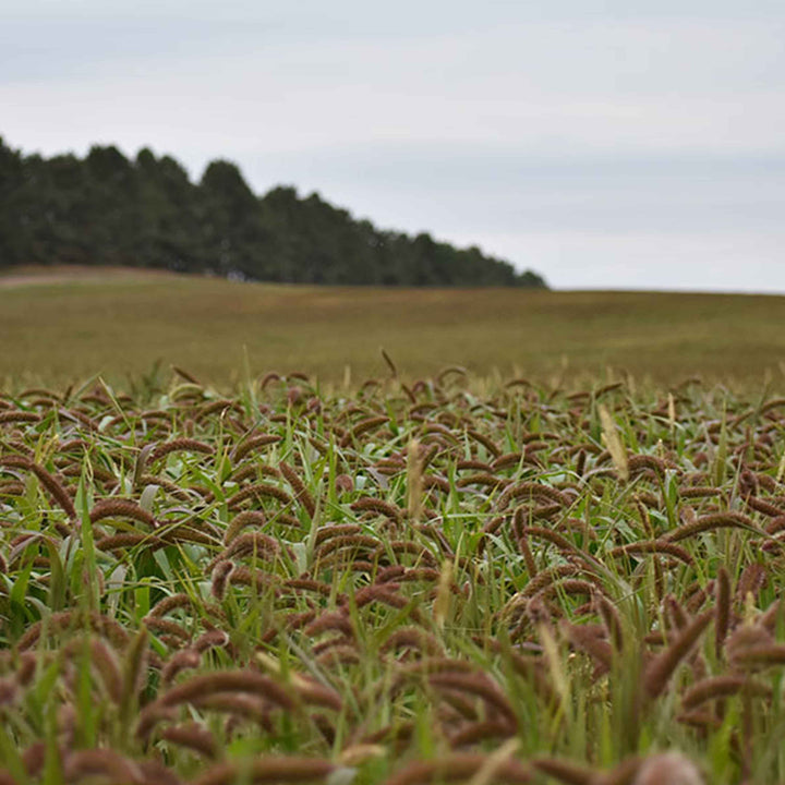 Golden German Millet