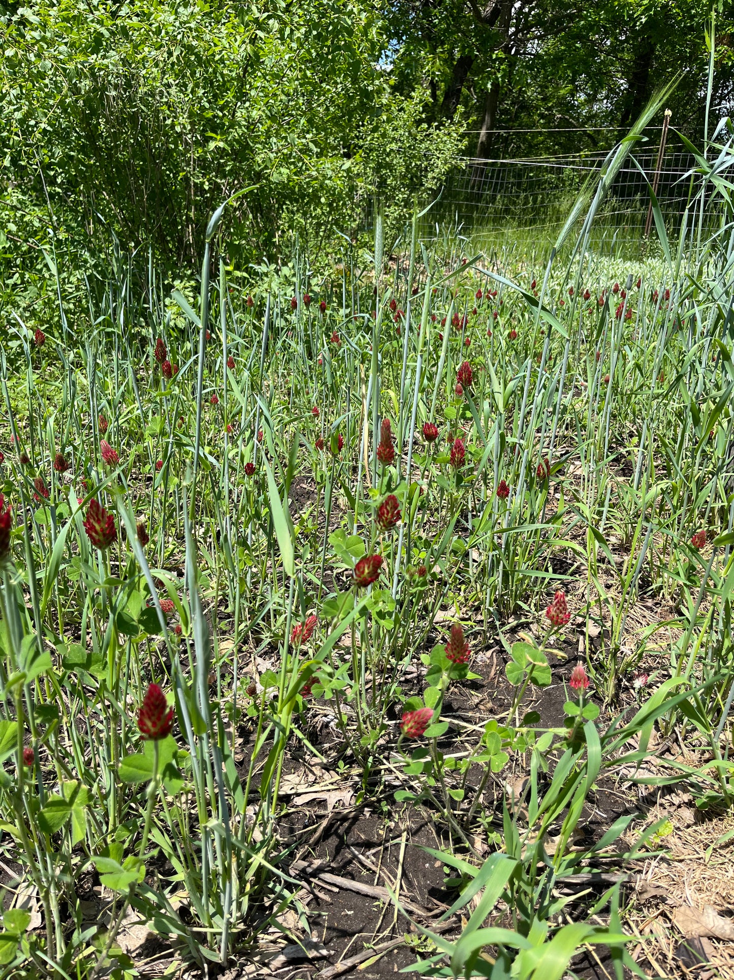 Crimson Clover