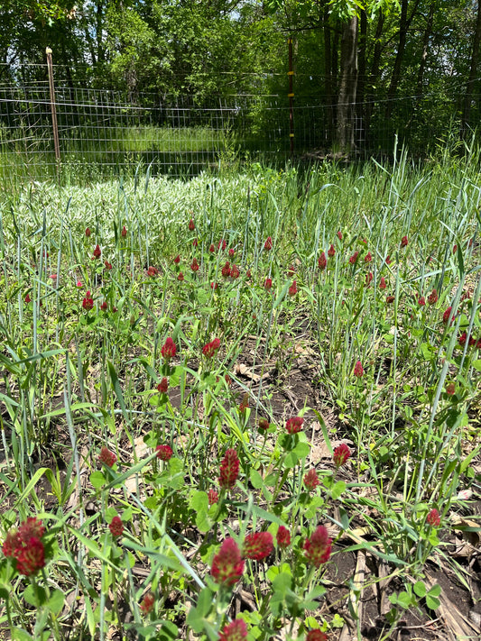 Crimson Clover