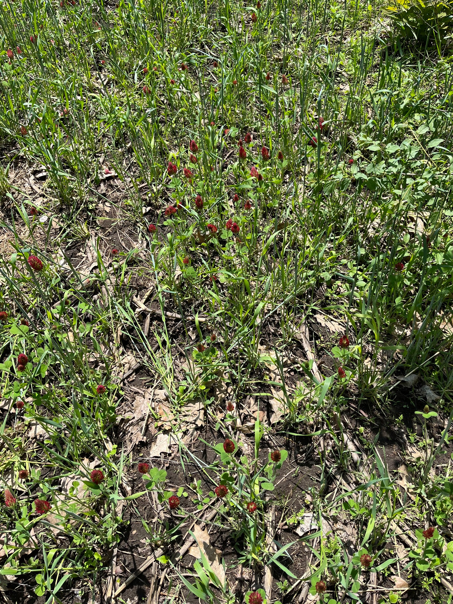 Crimson Clover