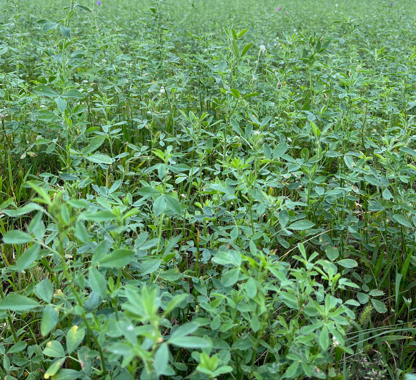 Vernal Alfalfa