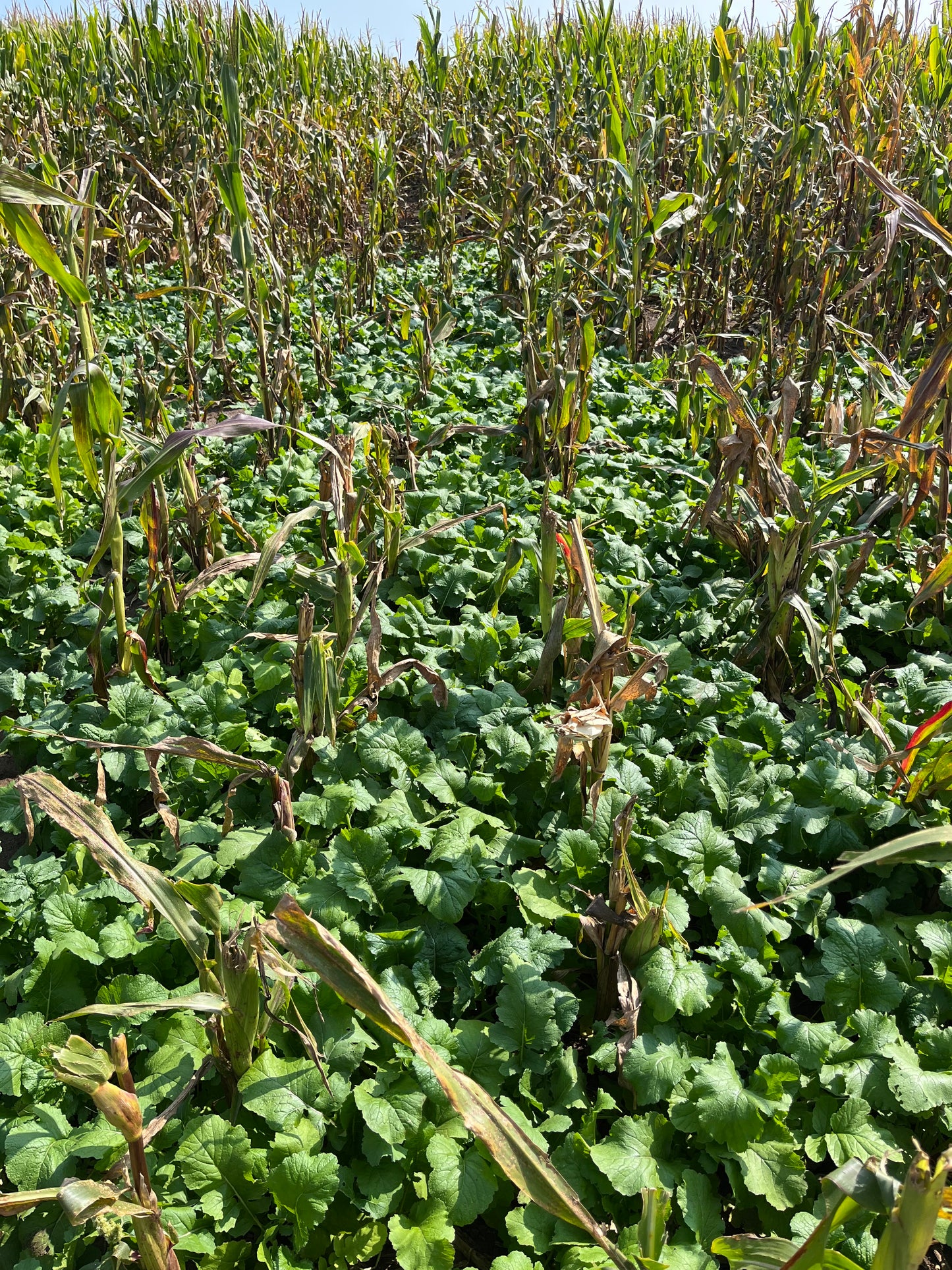Purple Top Turnips