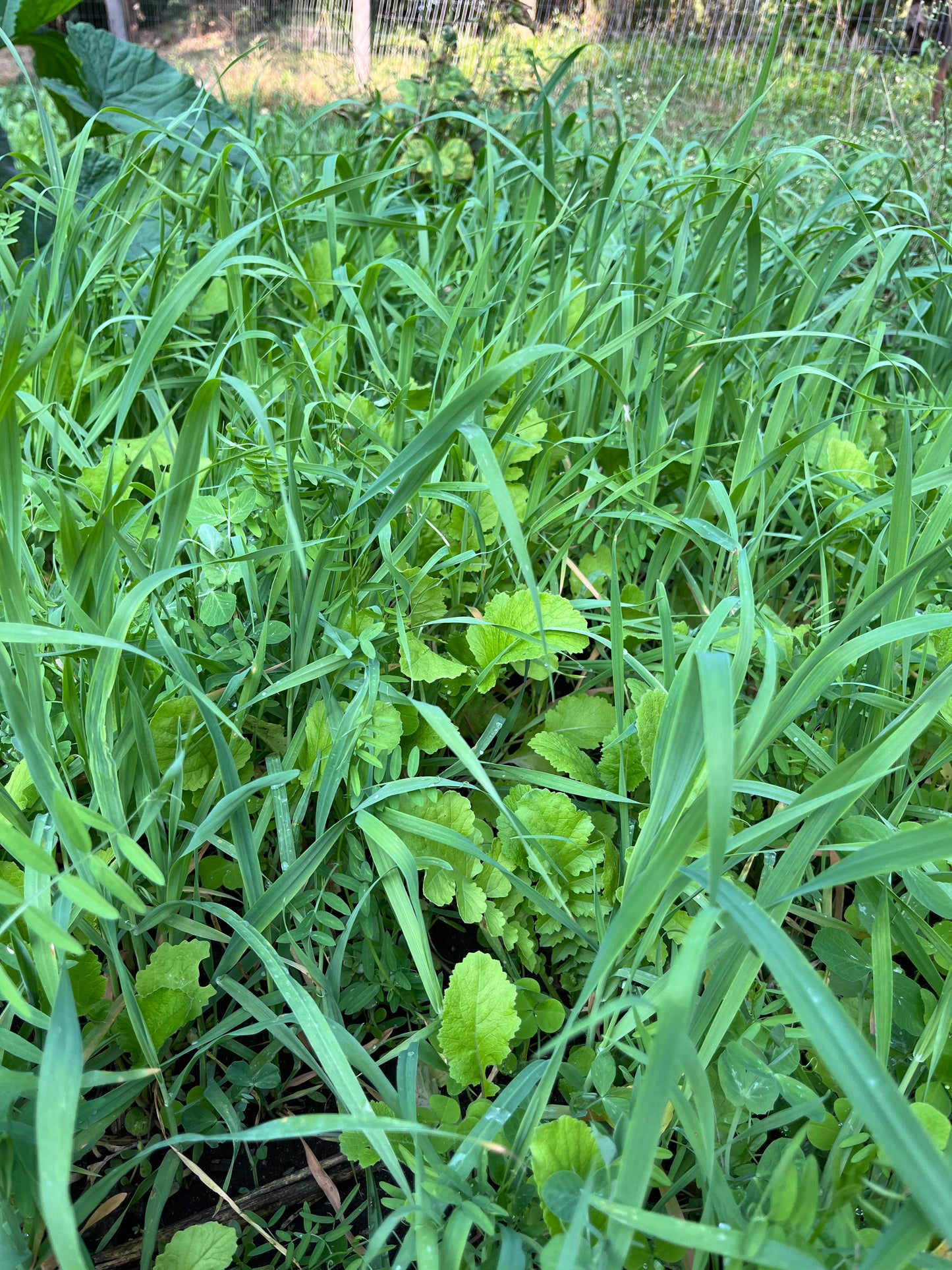 No Till Garden Cover Crop Mix