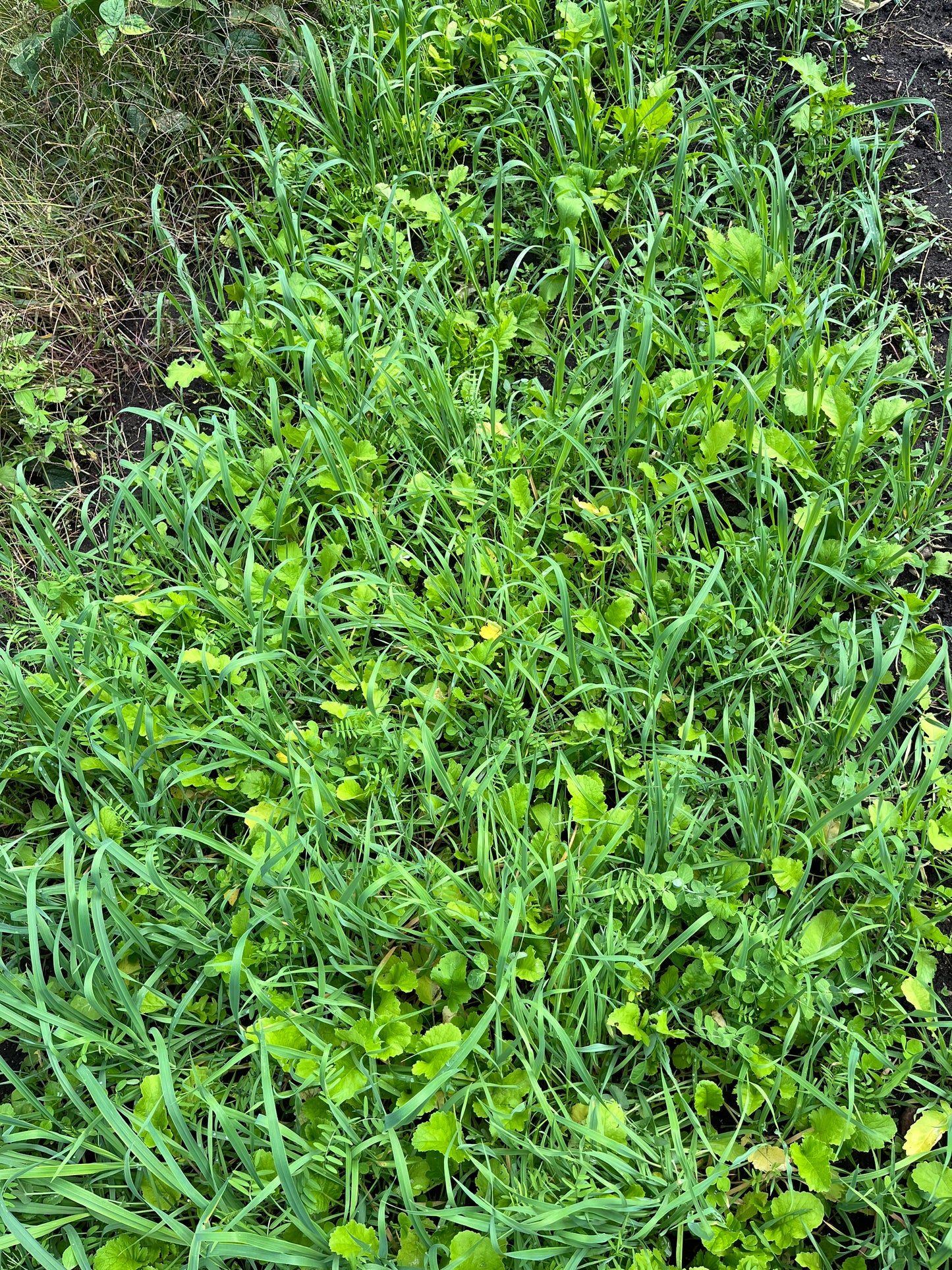No Till Garden Cover Crop Mix