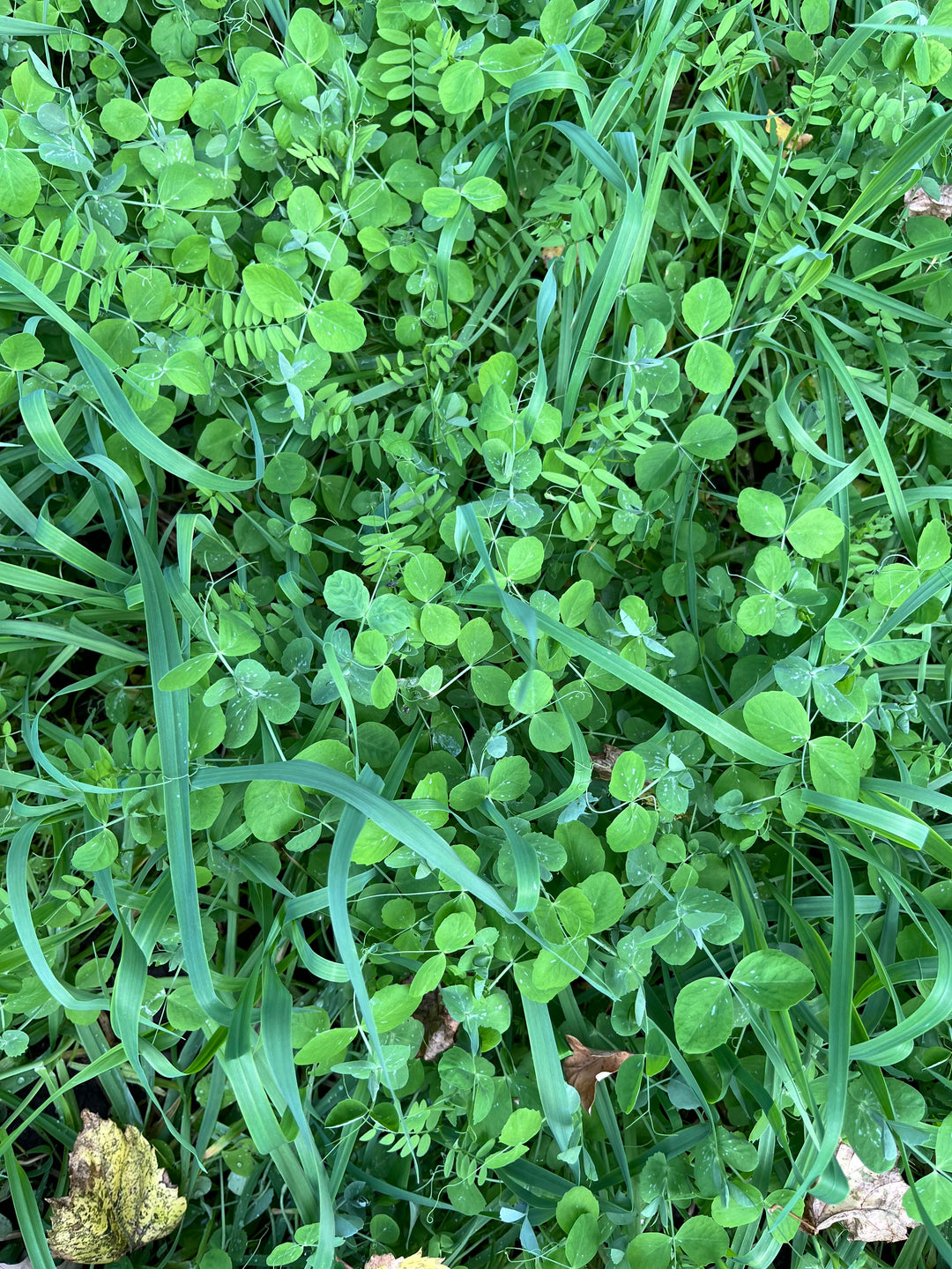 Peas, Oats, Vetch Garden Cover Crop Mix