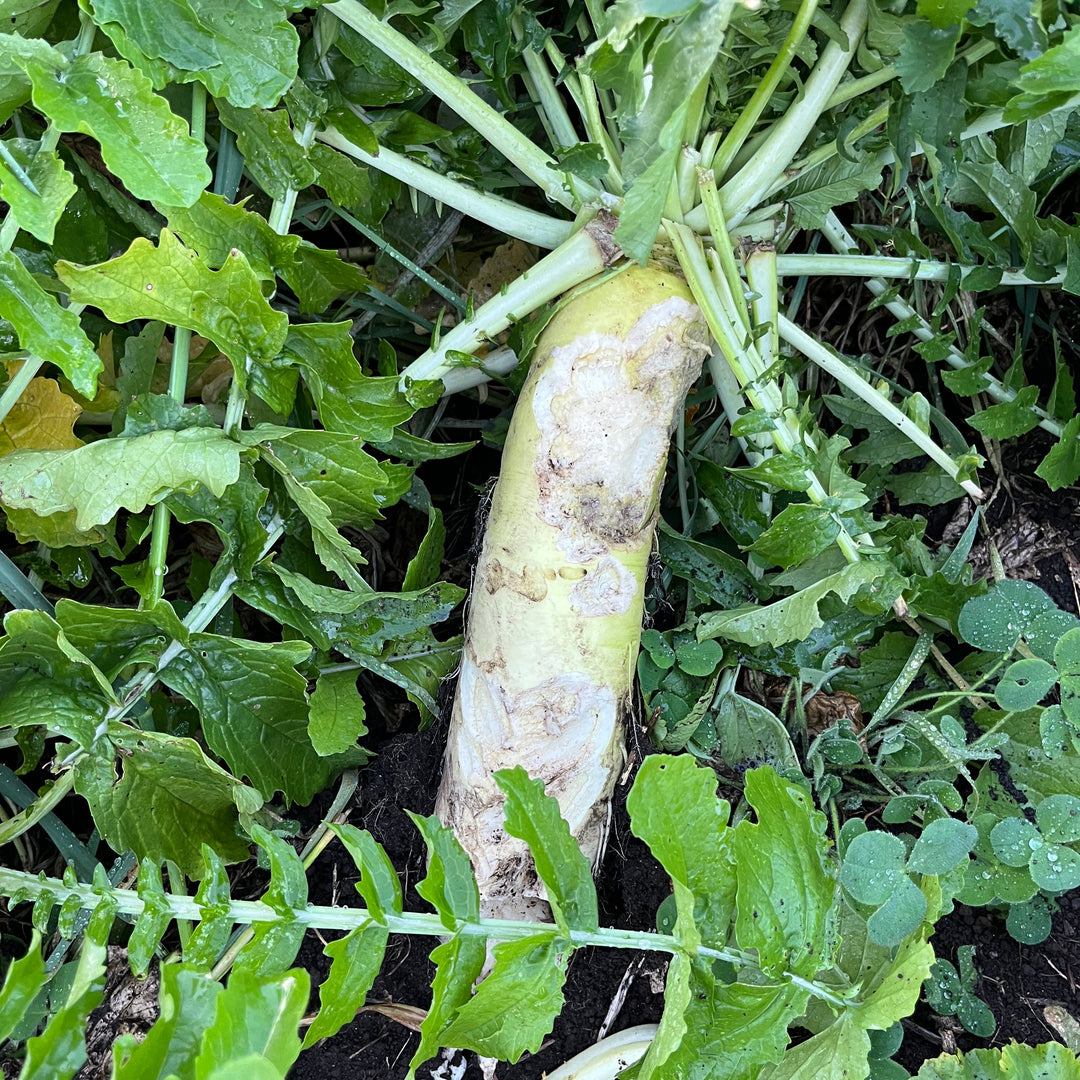 Radish
