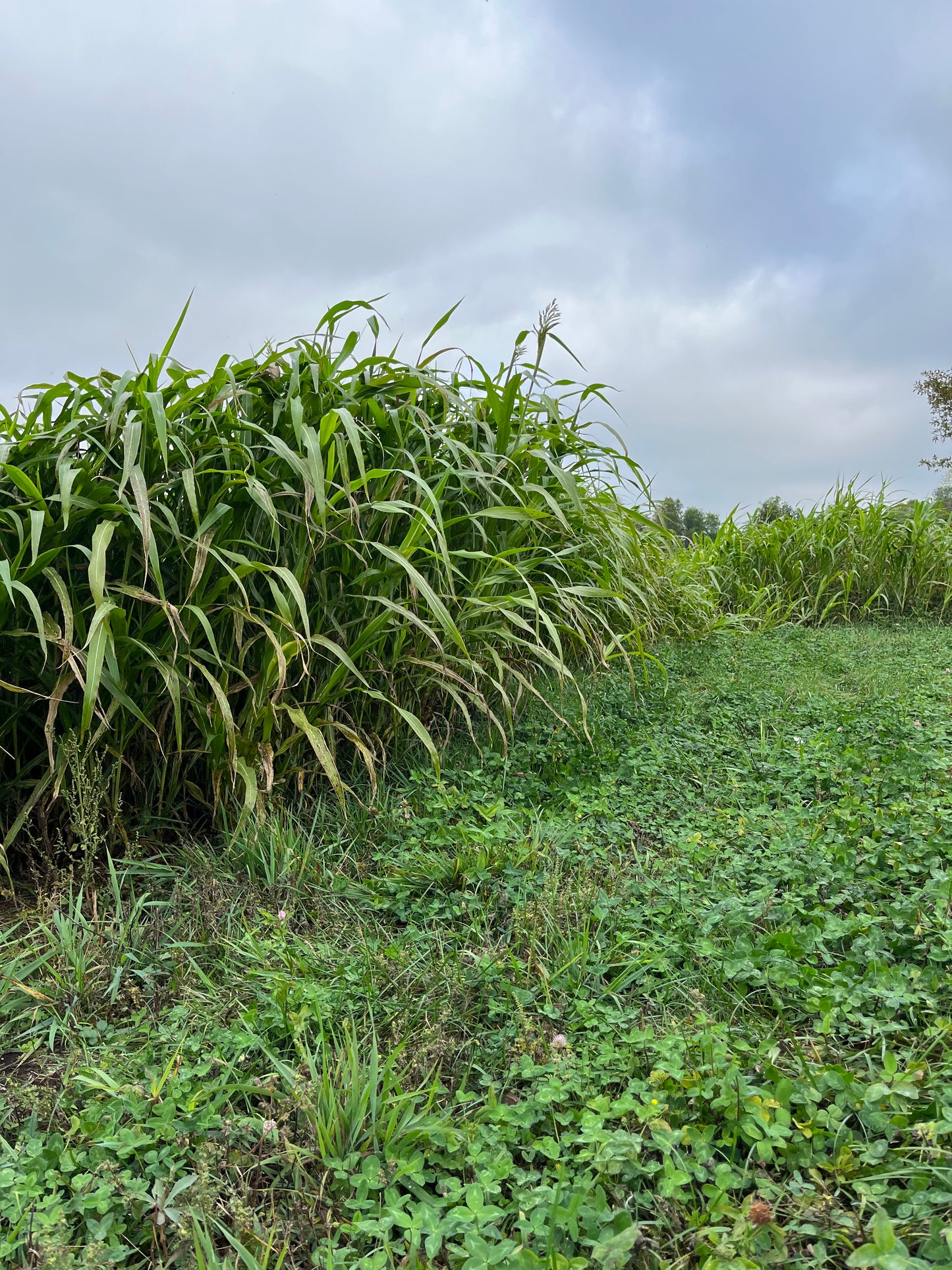 Egyptian Wheat