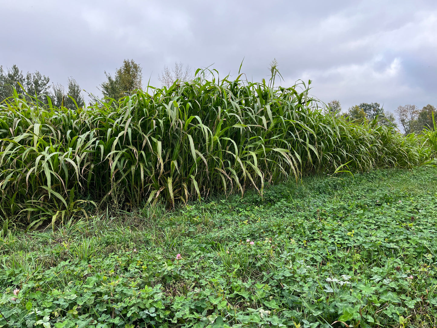 Egyptian Wheat