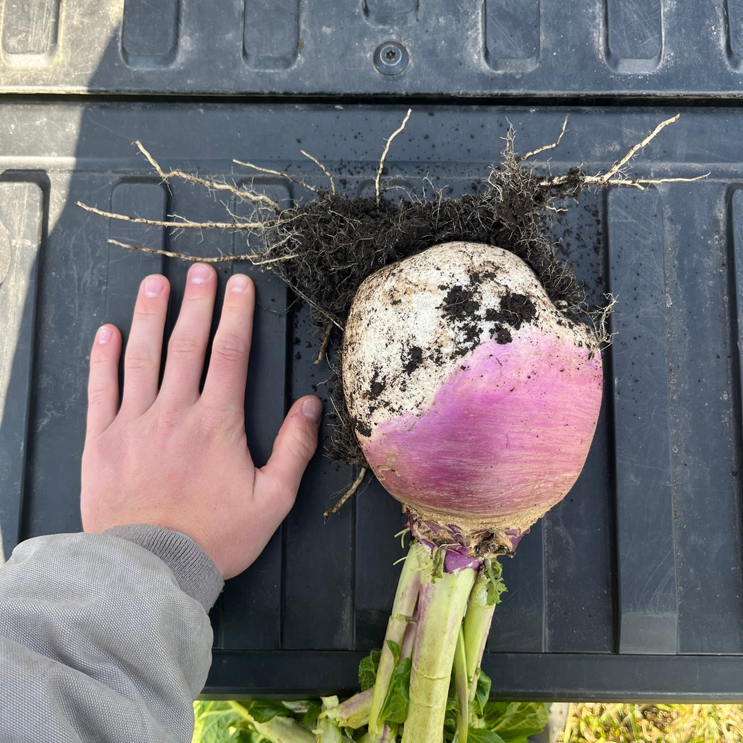 Purple Top Turnips