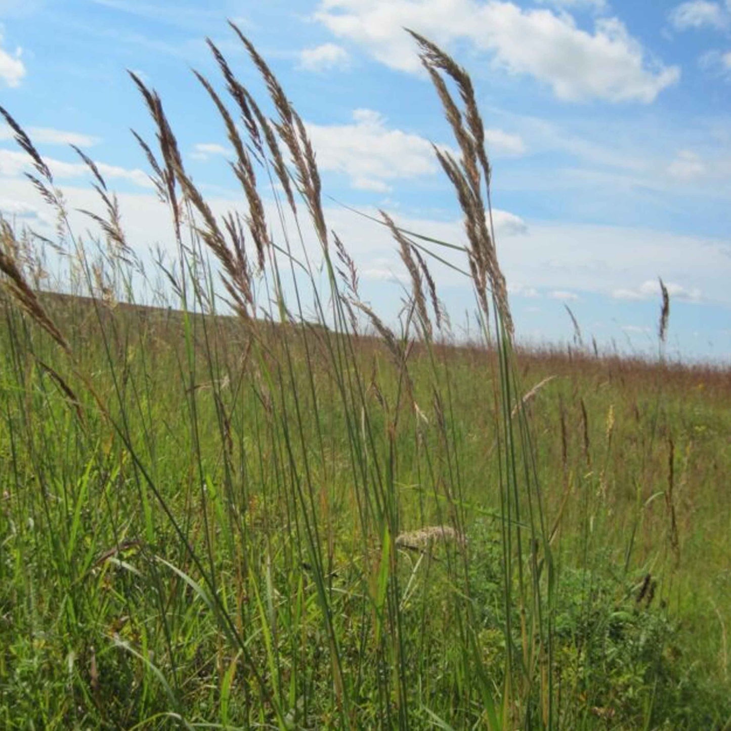 Indiangrass