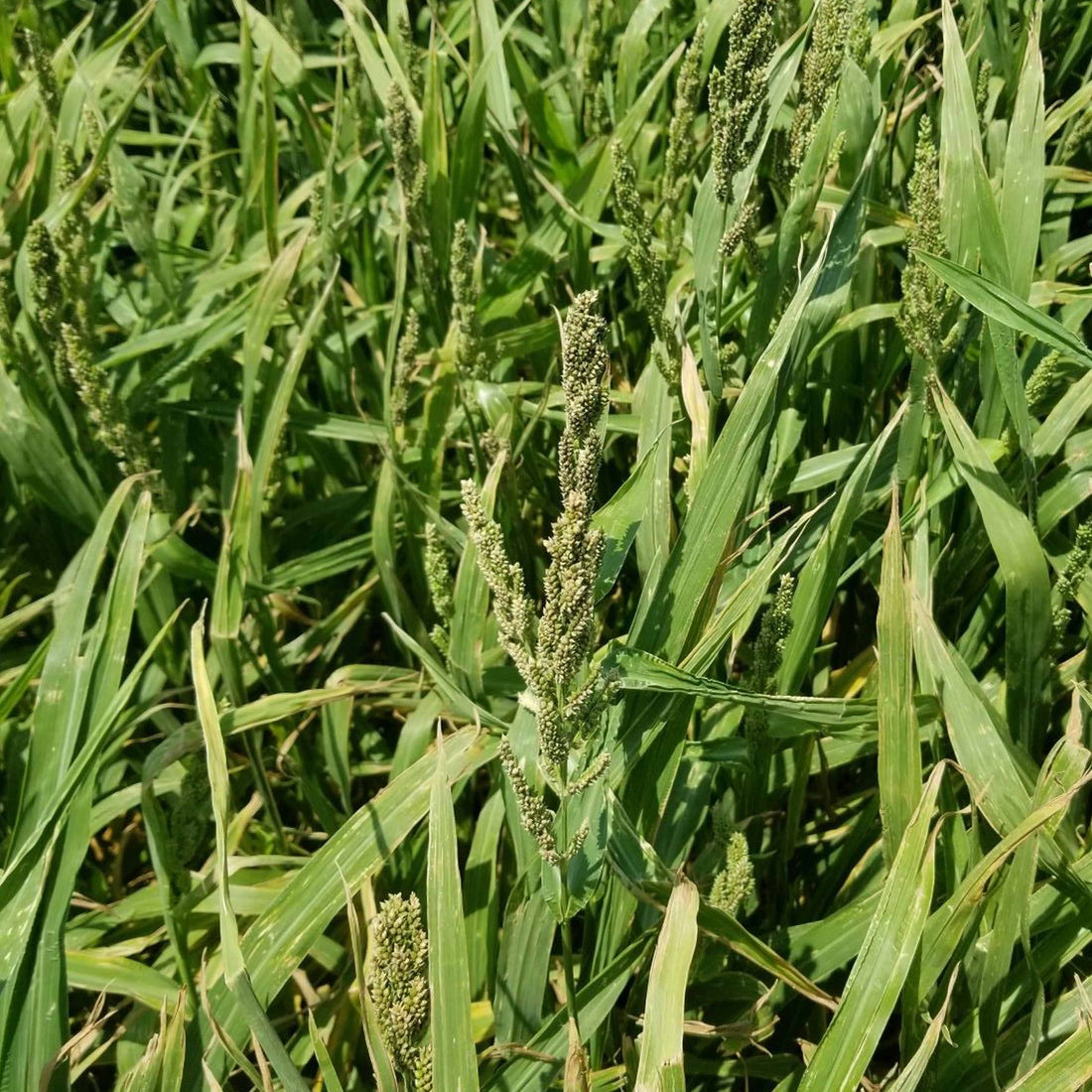 Japanese Millet – TnT Seed Company