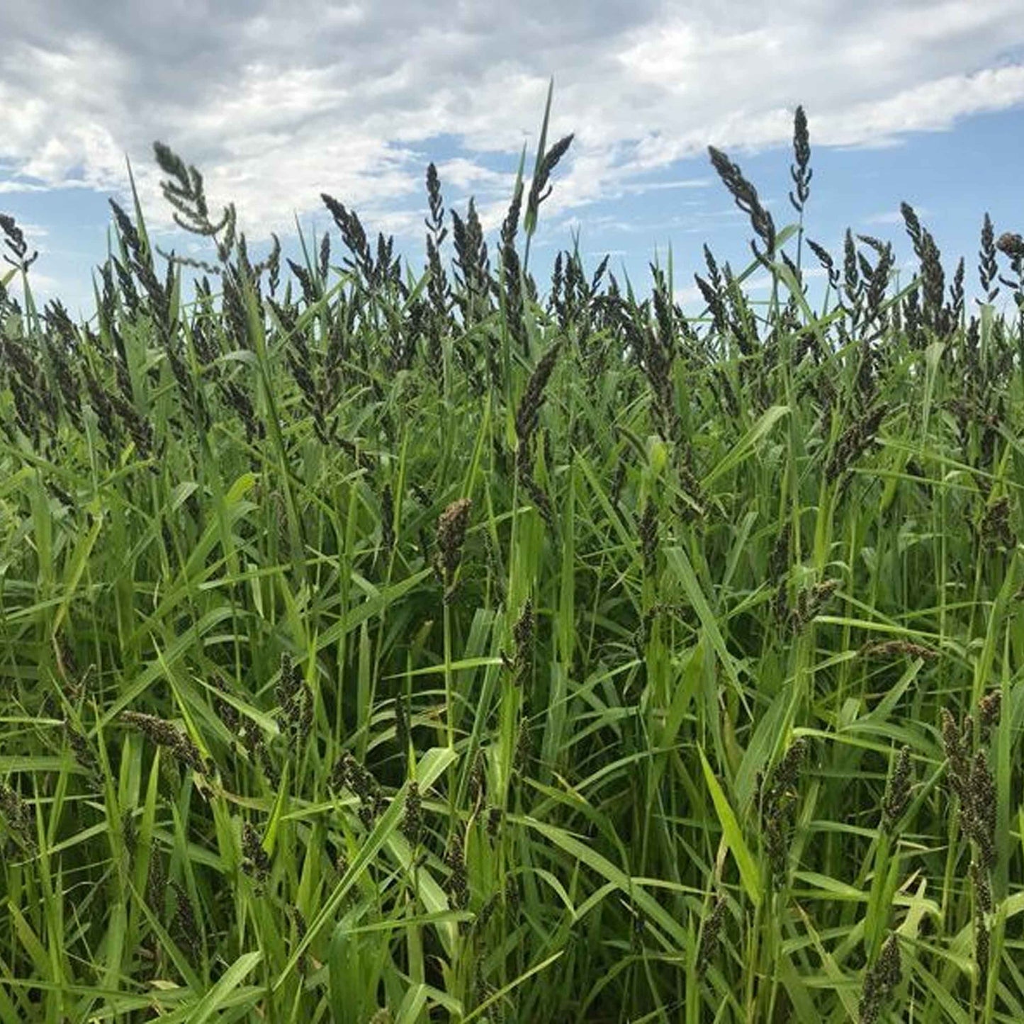 Japanese Millet