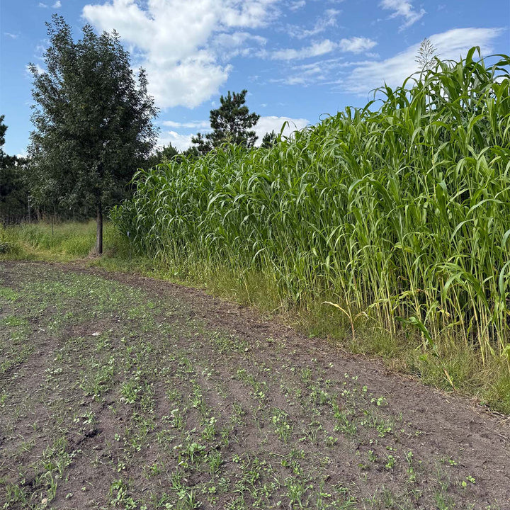 BARRIER "Screen" (Pre-Order Available)