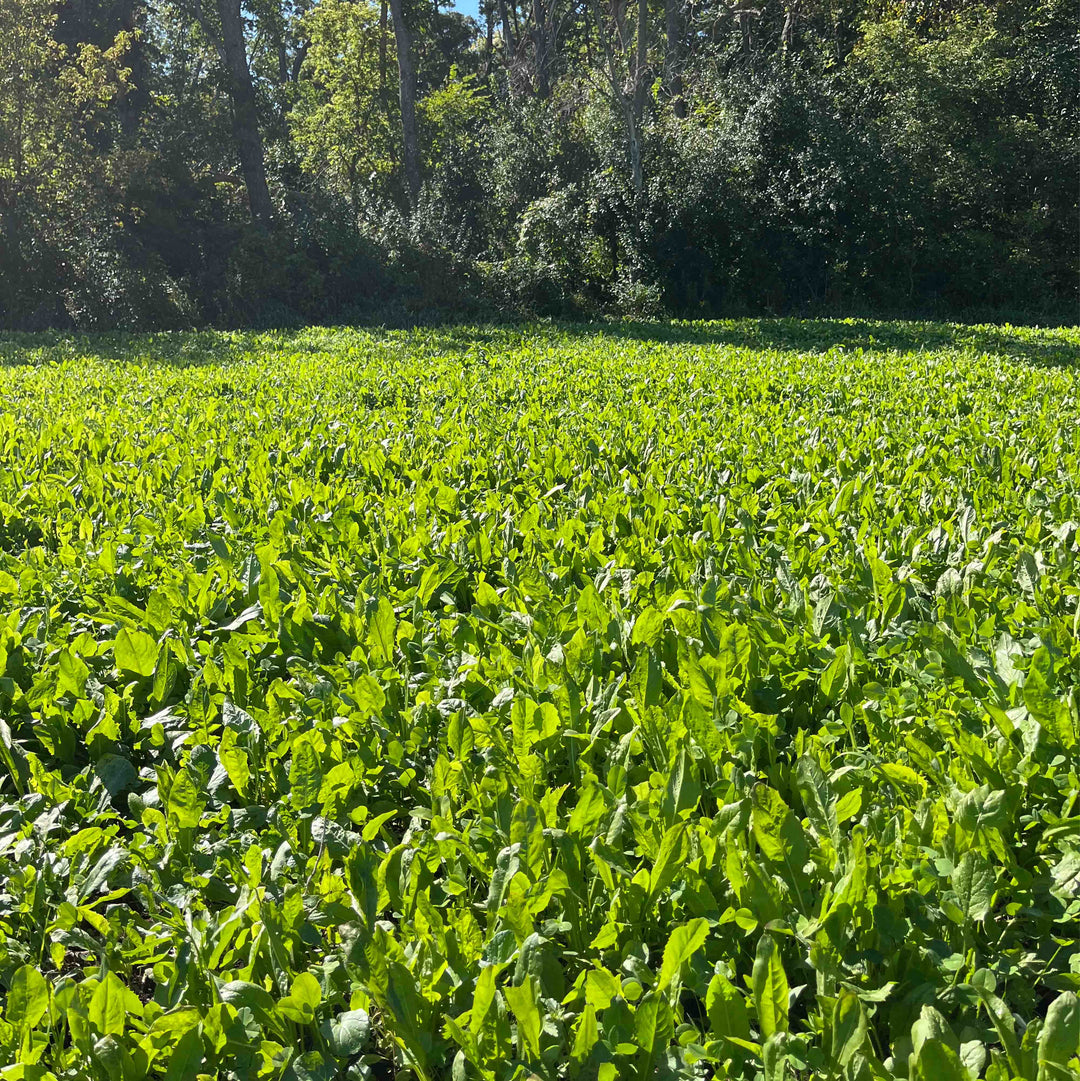 max plants a seed MAXED OUT 1/2 Acre (3 lb Jug)