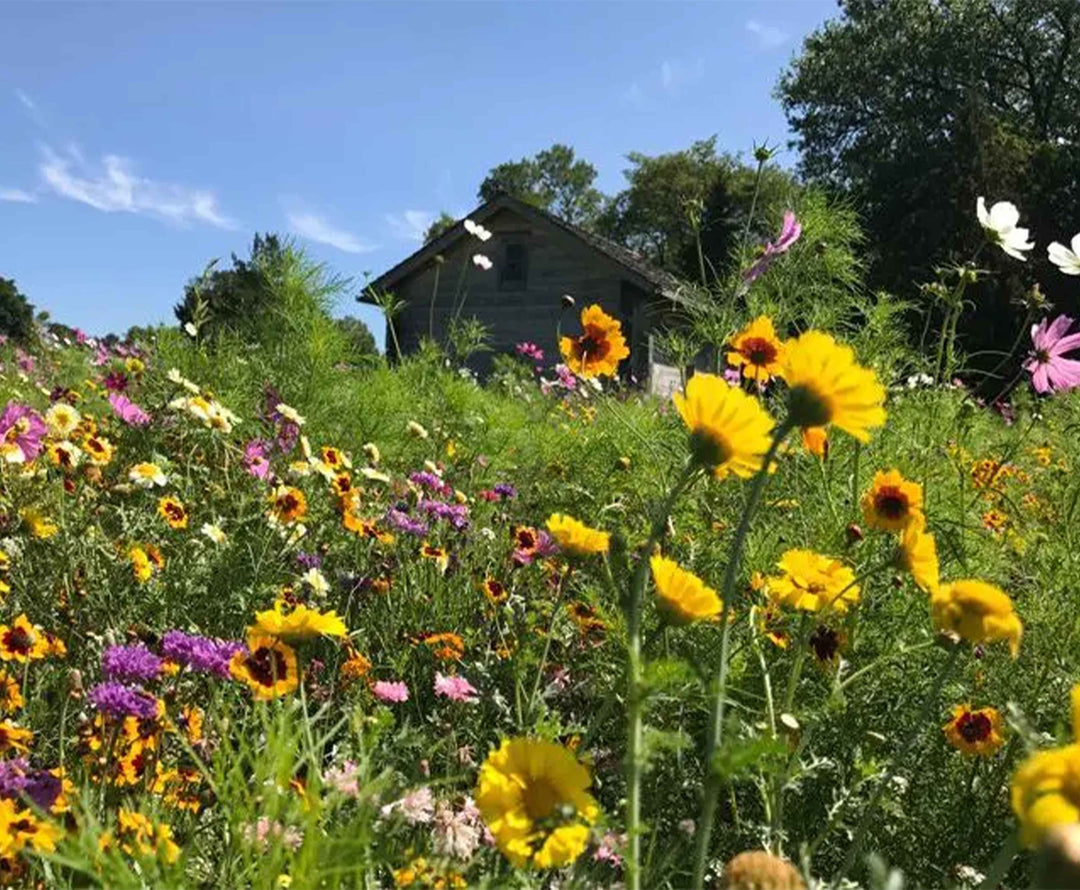 midwest wildflower seed Midwest Wildflower Mix 1/2 Acre (5 lb Bag)