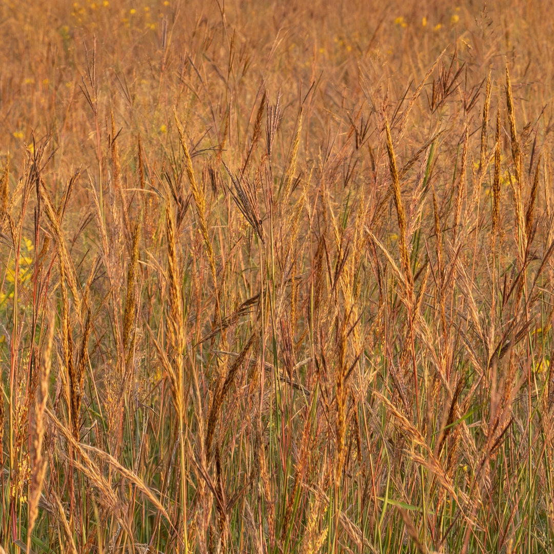 Big Bluestem