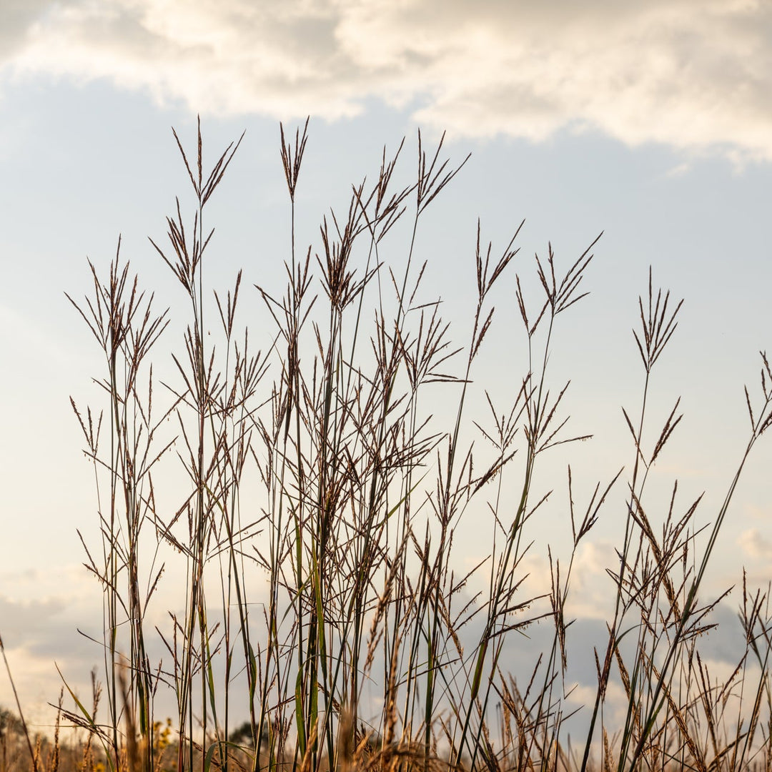 Big Bluestem