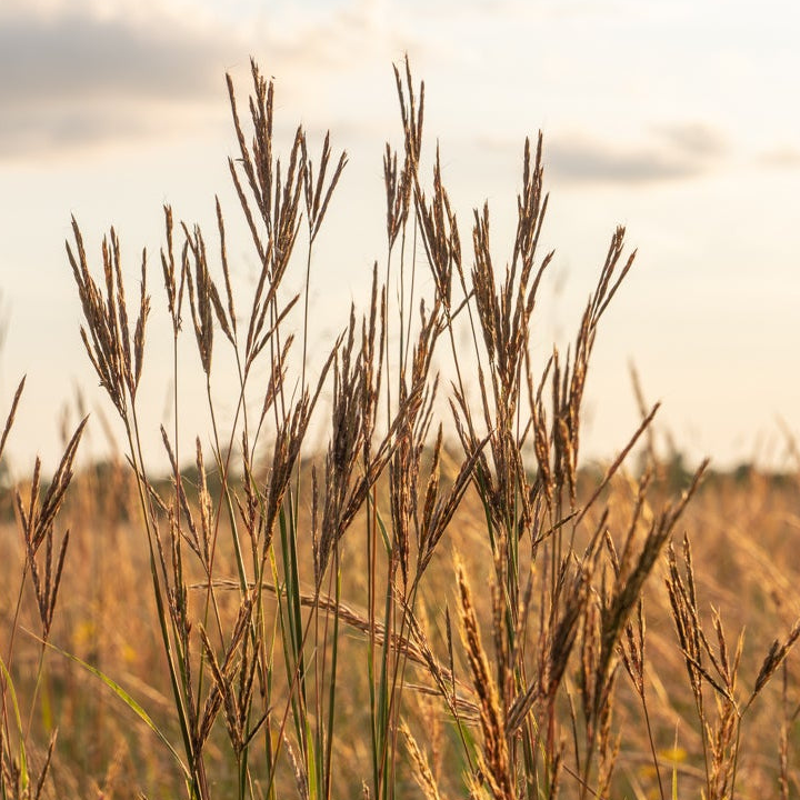 Big Bluestem
