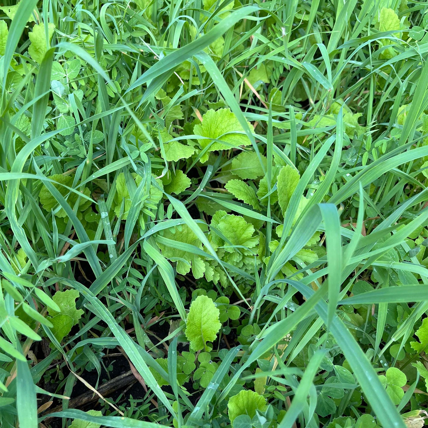 No Till Garden Cover Crop Mix