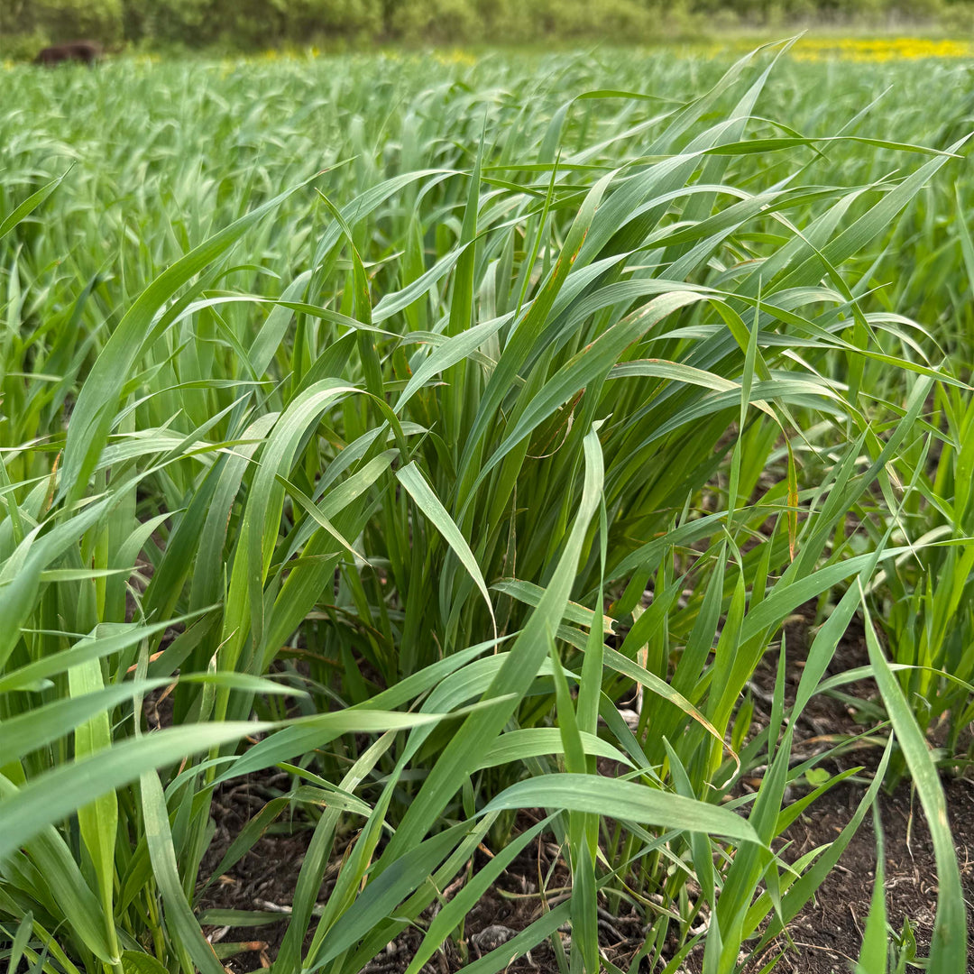 Whitetail Forage Oats