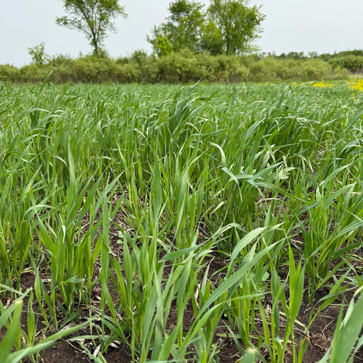 Whitetail Forage Oats