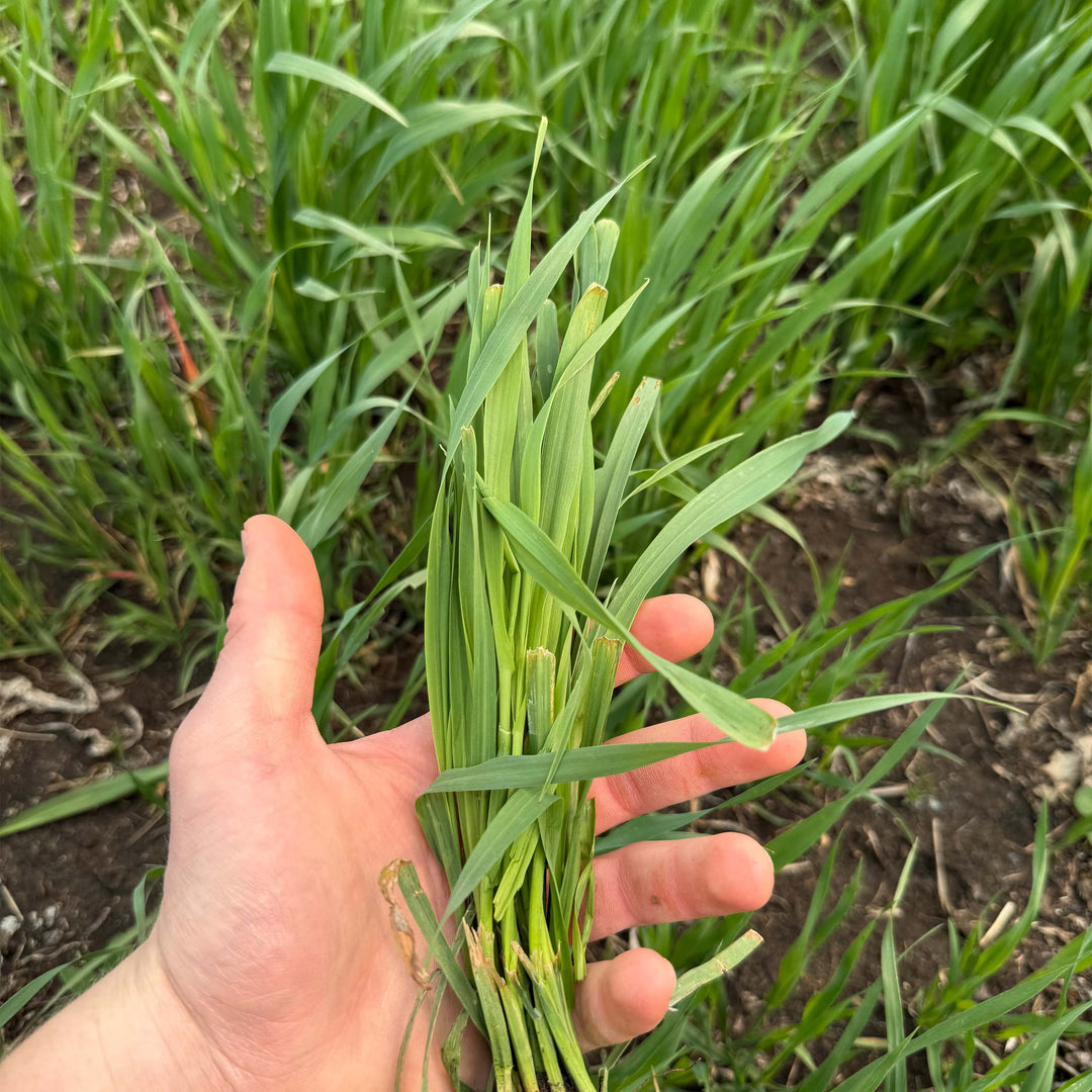 Whitetail Forage Oats