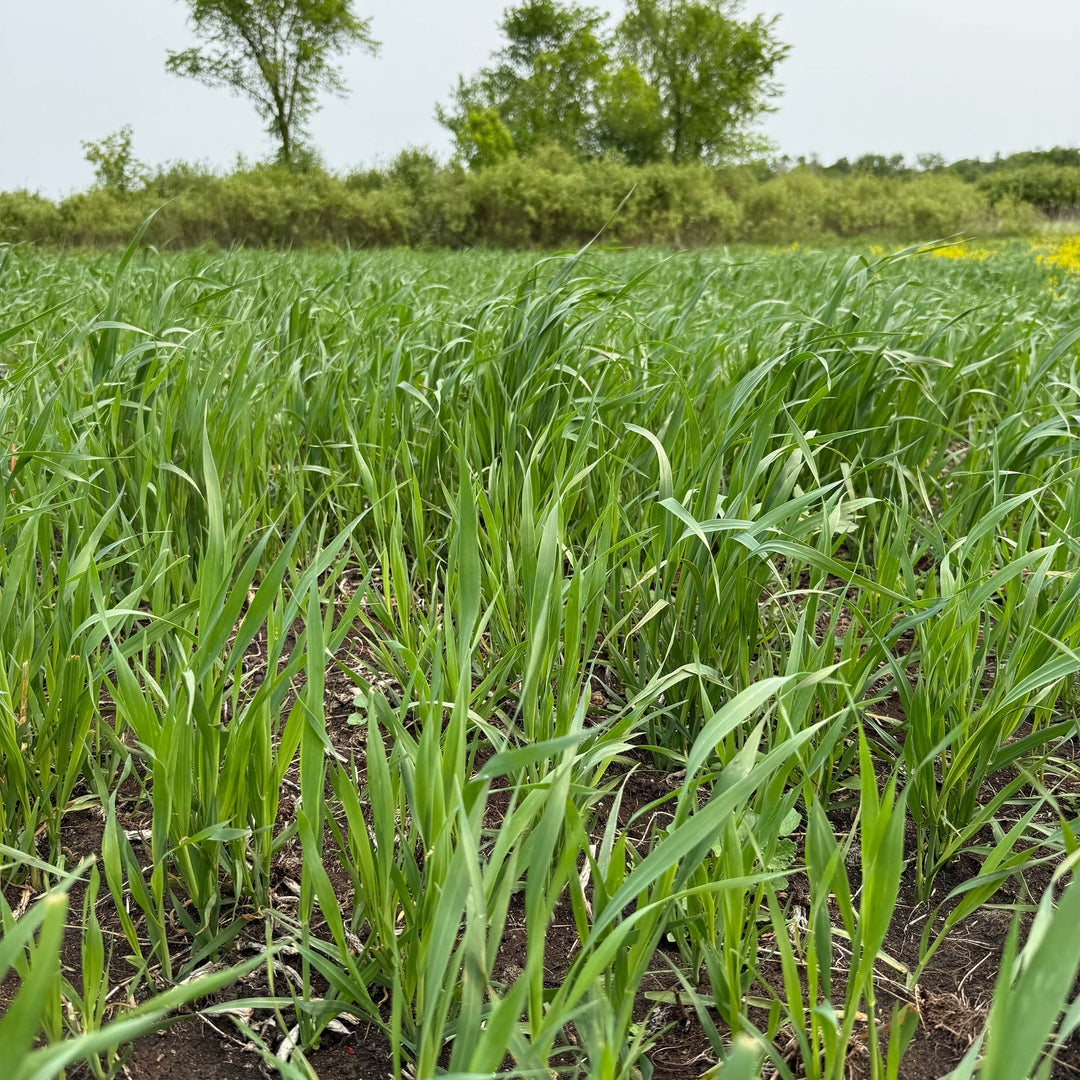 Whitetail Forage Oats
