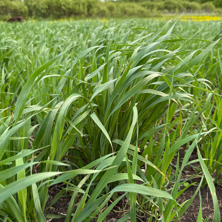 Whitetail Forage Oats