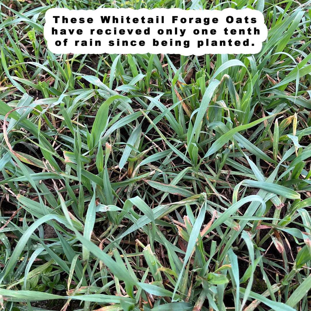 Whitetail Forage Oats